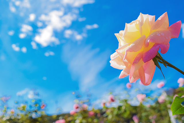 今が見頃 バラ ラベンダーなど北近畿のお花見スポットをまとめてご紹介 北近畿のグルメ イベント情報は Kininaru北近畿